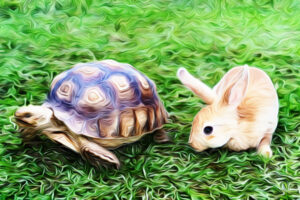 Who Wins the SEO Race? The Tortoise or Hare